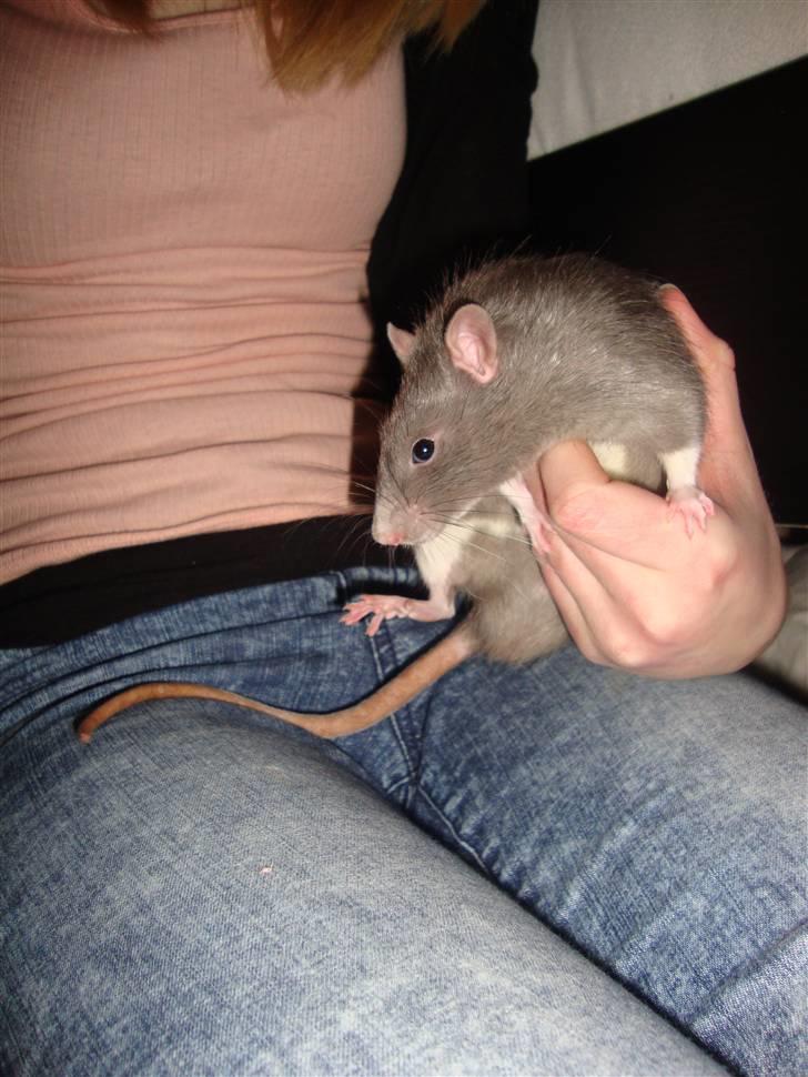 Tamrotte Dumbo billede 4