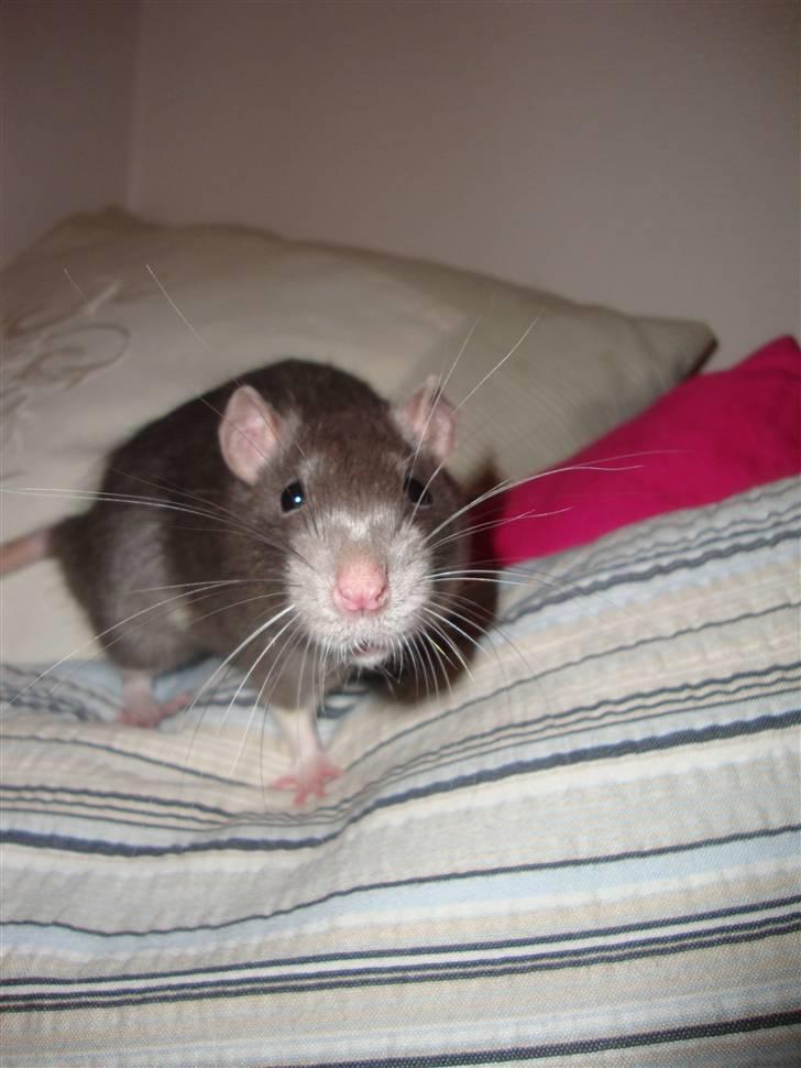 Tamrotte Dumbo billede 5