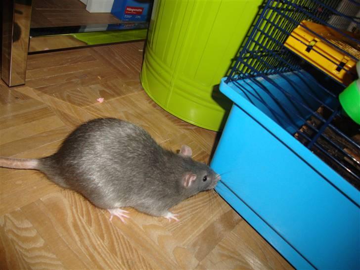 Tamrotte Dumbo billede 6