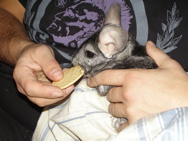 Chinchilla Stitch billede 6
