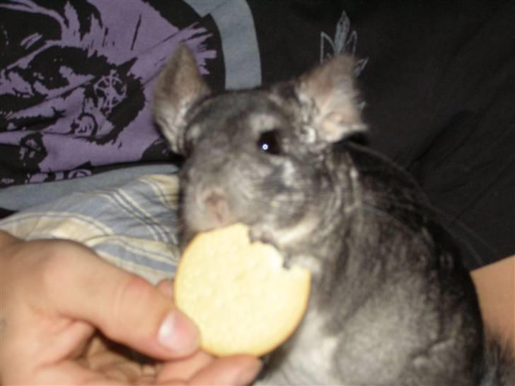 Chinchilla Stitch billede 7