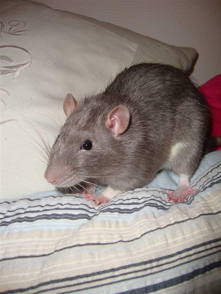 Tamrotte Dumbo billede 7