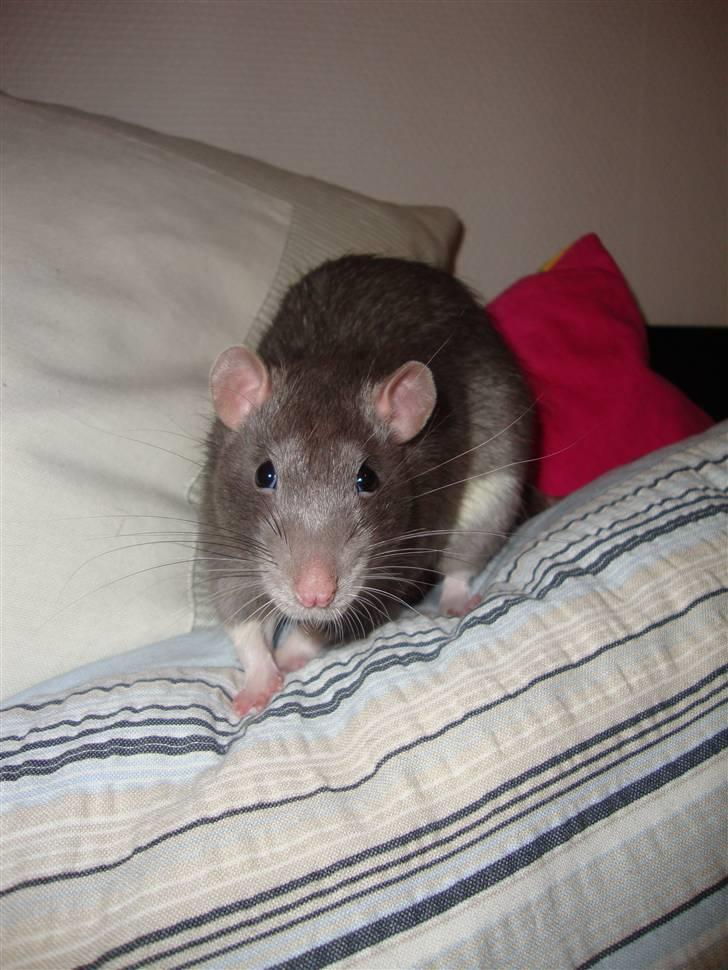 Tamrotte Dumbo billede 8