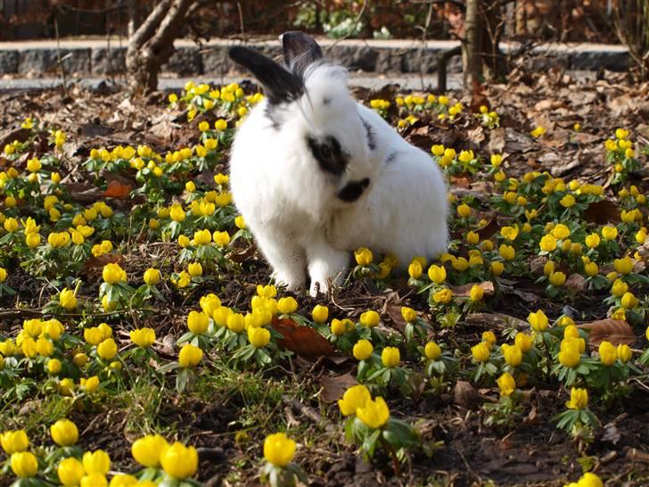 Kanin kashmir billede 10