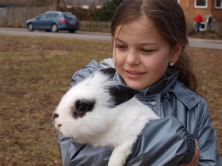 Kanin kashmir billede 11