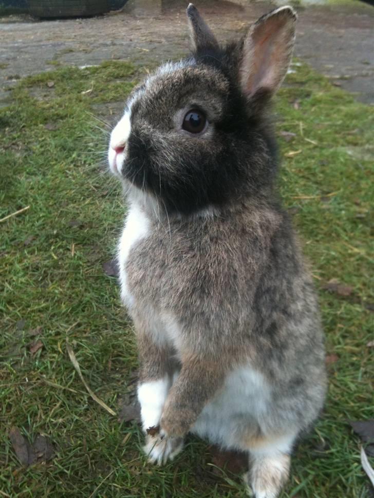 Kanin pjuske billede 1