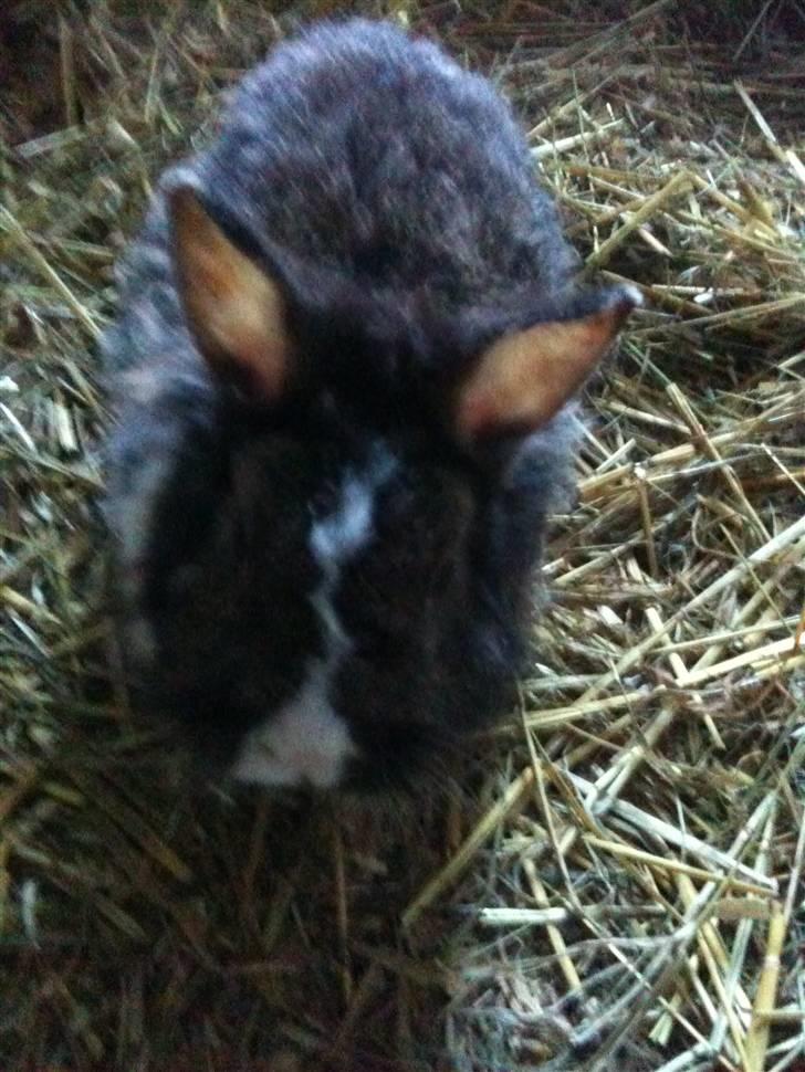 Kanin pjuske billede 2