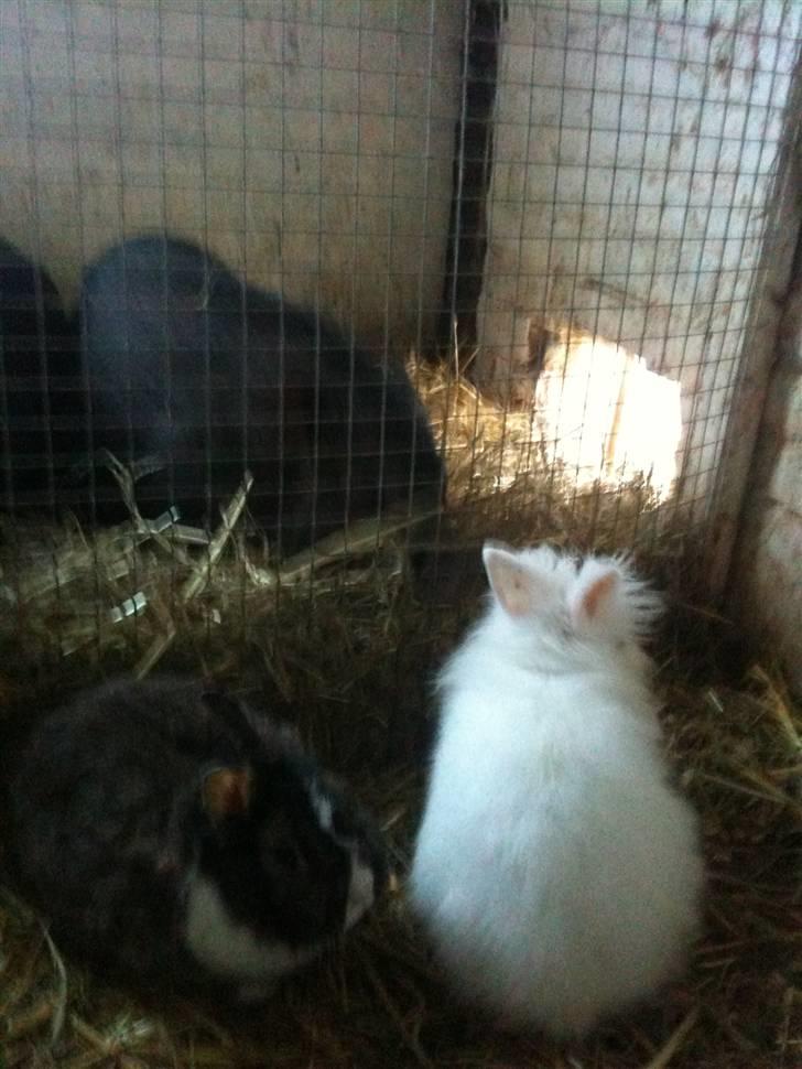 Kanin pjuske billede 3