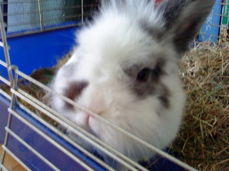 Kanin Stampe - Hvem der?! :* (Foto: Mig) billede 14