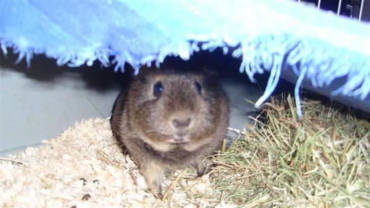 Marsvin Sofié (Fitte) RIP billede 13