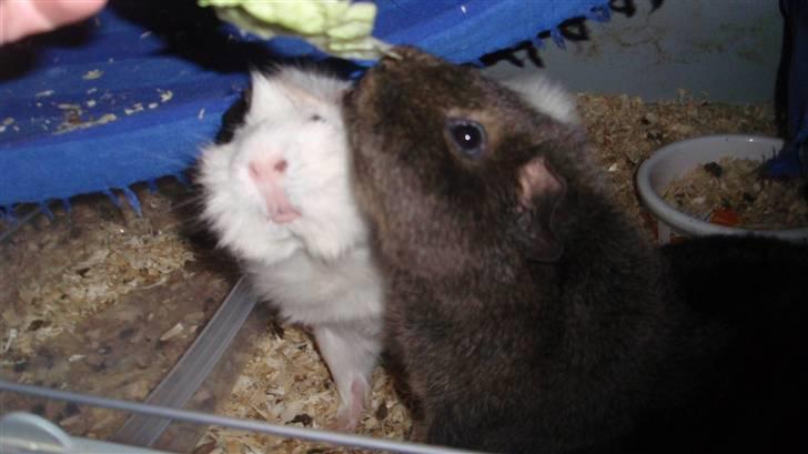 Marsvin Sofié (Fitte) RIP billede 14