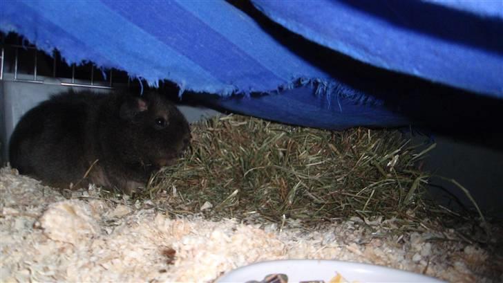 Marsvin Sofié (Fitte) RIP billede 15