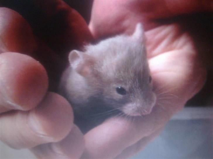 Hamster Coco - Dengang man var baby billede 2