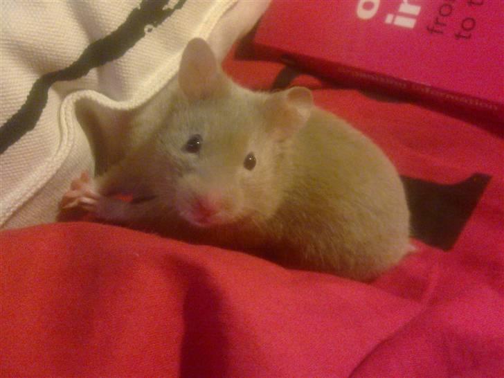 Hamster Coco - På eventyr i mors seng billede 3