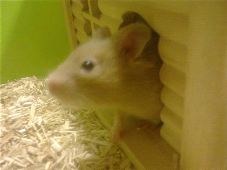 Hamster Coco - Tit tit billede 4