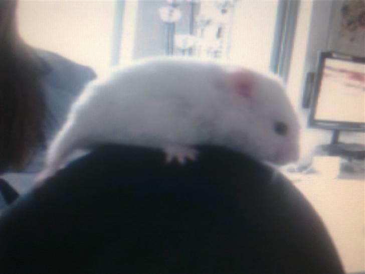 Hamster Mr. Snowflake - Herren billede 1