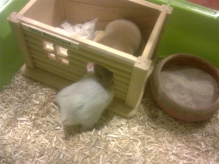 Hamster Mr. Snowflake - Mr. and miss. hard to get billede 2