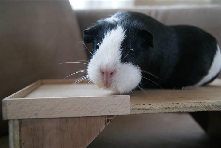 Marsvin Misha billede 16