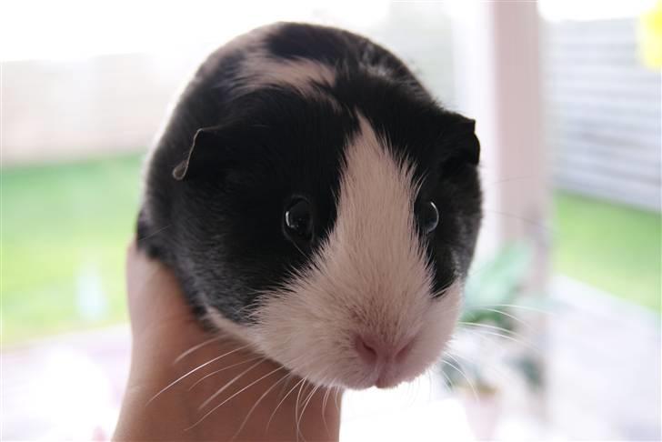 Marsvin Misha billede 18