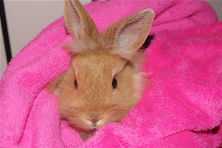 Kanin - Hugo min dreng §  - Lille sød Hugo ligger og putter sig (´:  billede 1