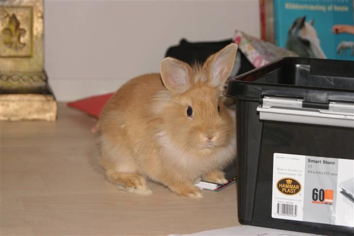 Kanin - Hugo min dreng §  - Du er så sød!  billede 2