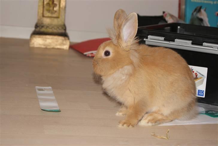 Kanin - Hugo min dreng §  billede 3