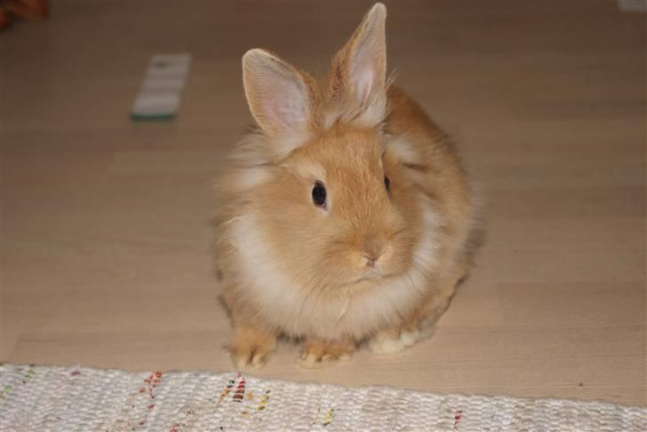 Kanin - Hugo min dreng §  billede 4