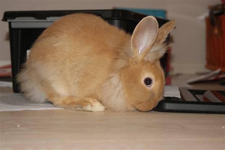 Kanin - Hugo min dreng §  billede 5