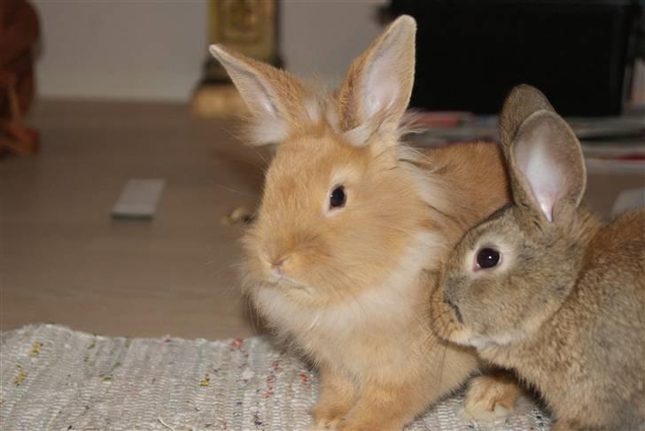 Kanin - Hugo min dreng §  billede 6