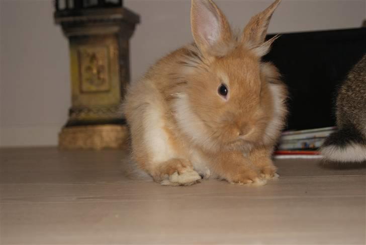 Kanin - Hugo min dreng §  billede 7