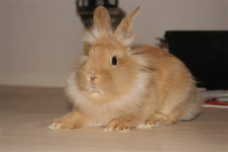 Kanin - Hugo min dreng §  billede 8