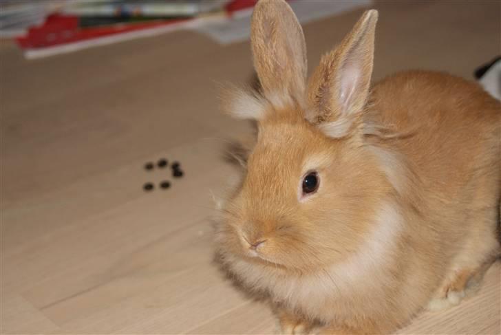 Kanin - Hugo min dreng §  billede 9