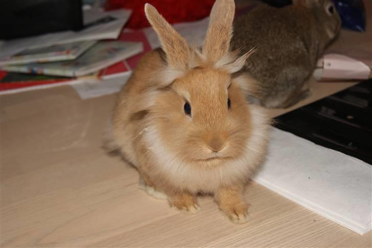 Kanin - Hugo min dreng §  billede 10