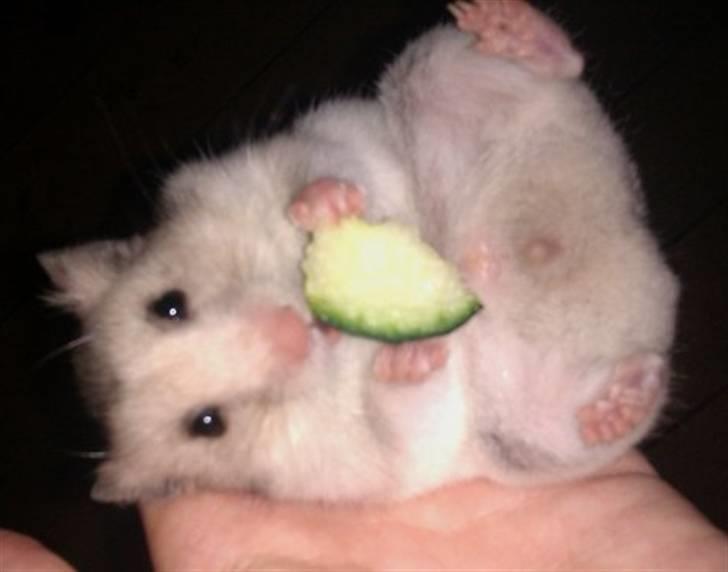 Hamster Perle billede 1