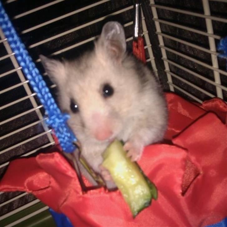 Hamster Perle billede 2