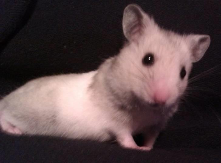 Hamster Perle billede 3