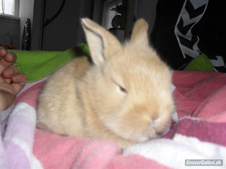 Kanin - Hugo min dreng §  billede 11