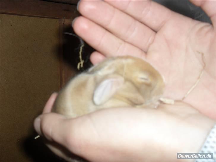 Kanin - Hugo min dreng §  billede 12