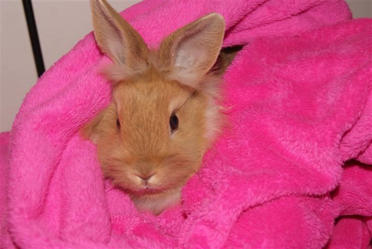 Kanin - Hugo min dreng §  billede 14