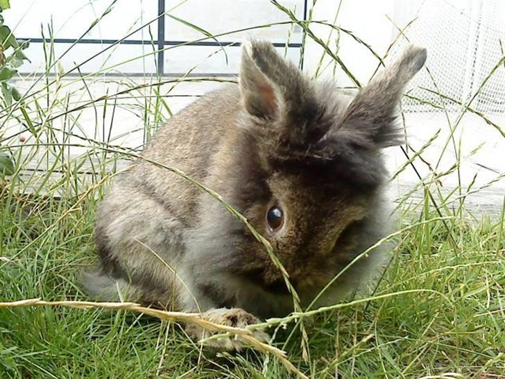 Kanin *Rikke&Sia / / Stald Jürs* Trunde - Min dejlige Trunde :D billede 2