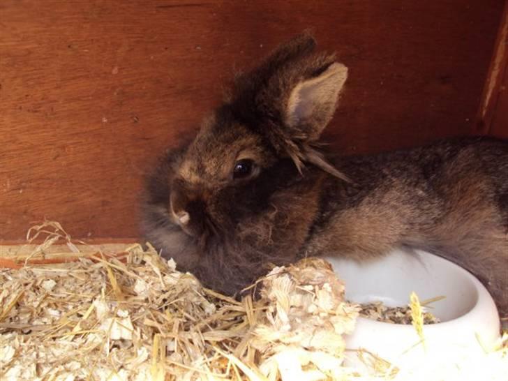 Kanin *Rikke&Sia / / Stald Jürs* Trunde - Min dejlige skattebasse... Som flader den af i solen :D billede 3