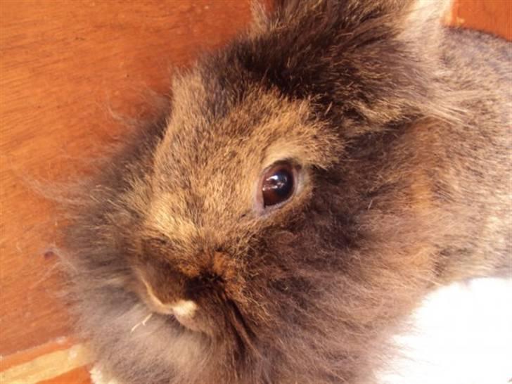 Kanin *Rikke&Sia / / Stald Jürs* Trunde - Trunde i sit bur :) billede 4