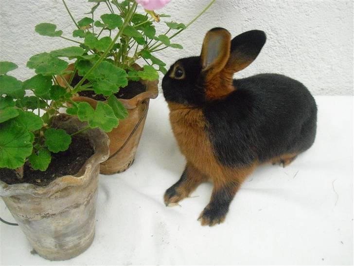 Kanin Buddh billede 7