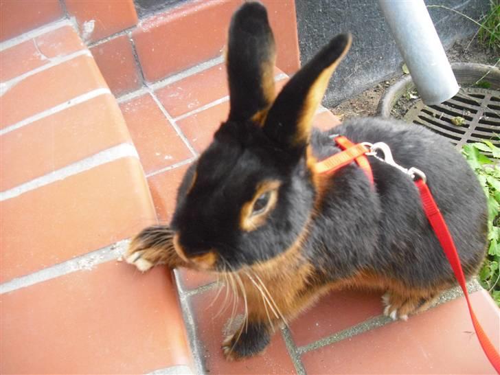 Kanin Buddh billede 8