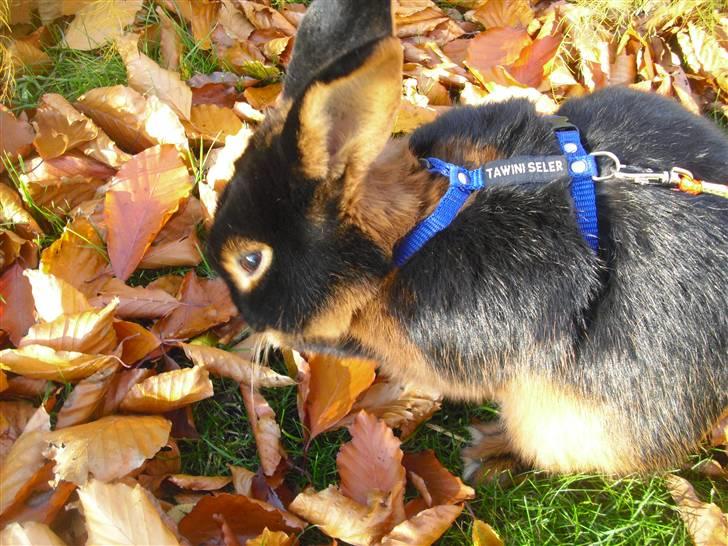 Kanin Buddh billede 9