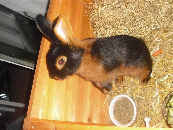 Kanin Buddh billede 10