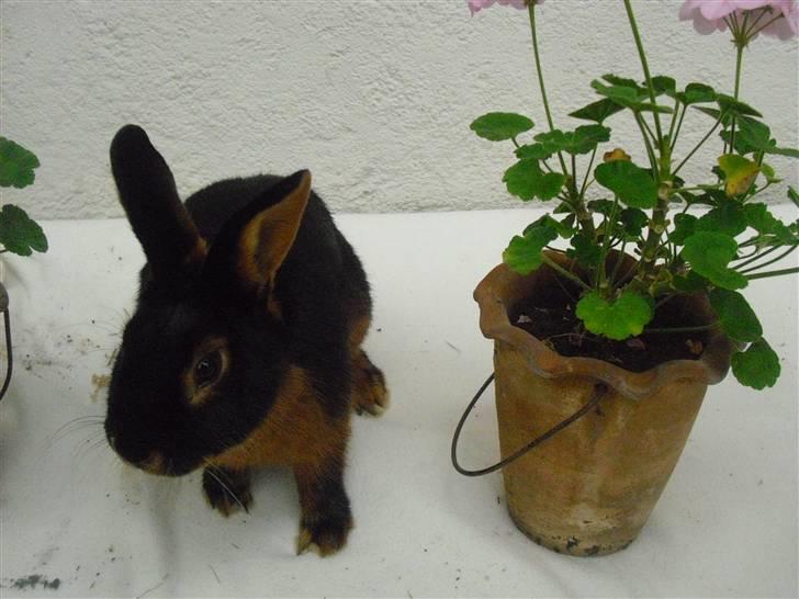 Kanin Buddh billede 11