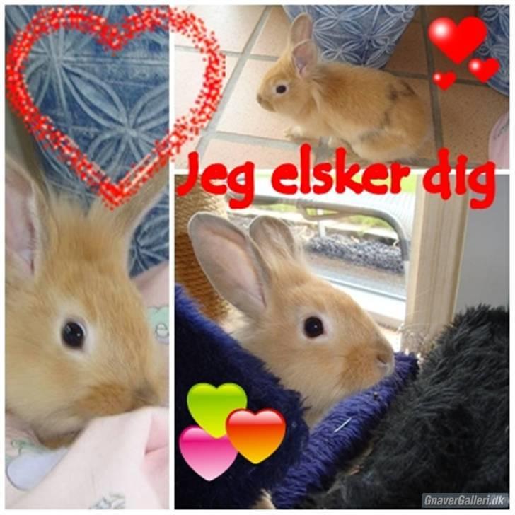 Kanin Butter billede 6