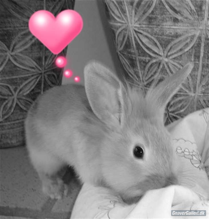 Kanin Butter billede 7