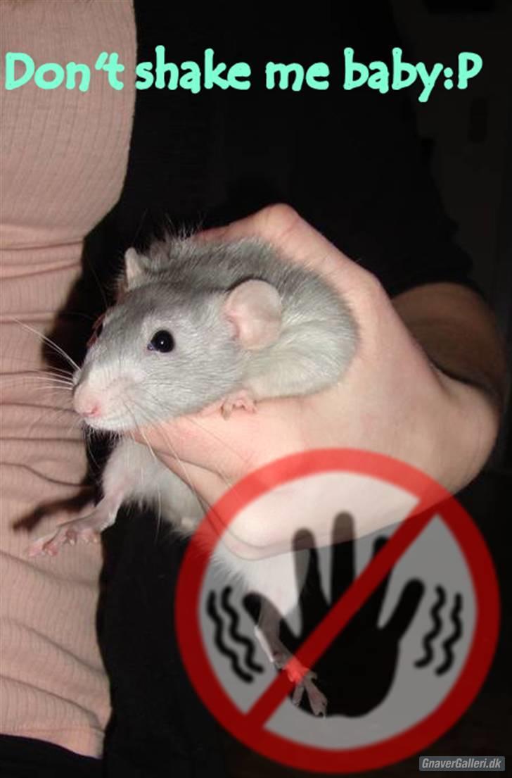 Tamrotte Rex billede 9